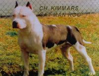 picture of dog