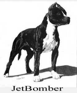 picture of dog