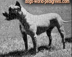 picture of dog