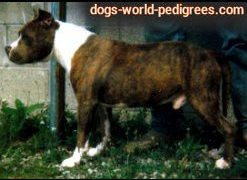 picture of dog