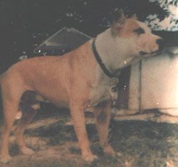 picture of dog