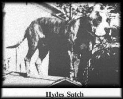 picture of dog