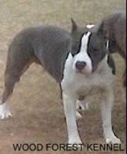 picture of dog