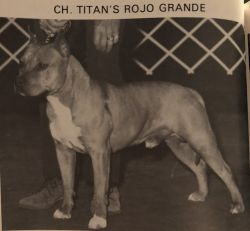 picture of dog