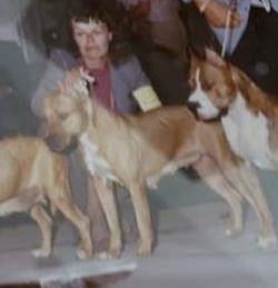 picture of dog