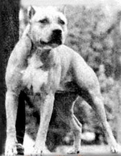 picture of dog
